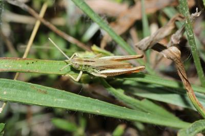 Criquet des mouillères, Criquet des Bromes Euchorthippus declivus (Brisout de Barneville, 1848)