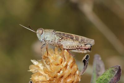 Caloptène ochracé, Criquet de Barbarie Calliptamus barbarus (O.G. Costa, 1836)