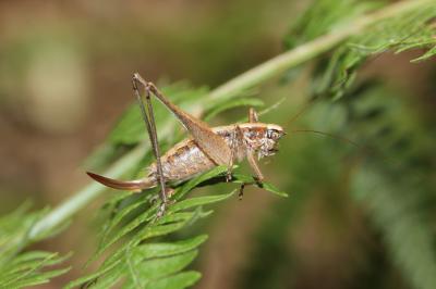 Decticelle frêle Yersinella raymondii (Yersin, 1860)