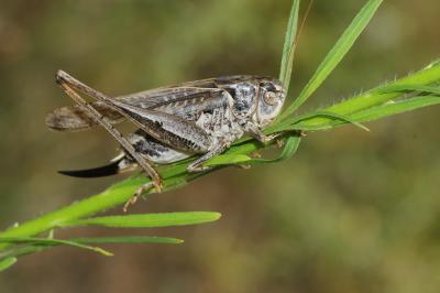 Decticelle côtière Platycleis affinis Fieber, 1853