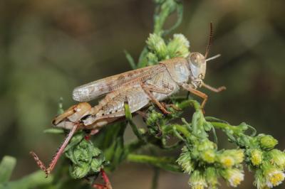 Caloptène italien, Criquet italien, Calliptame ita Calliptamus italicus (Linnaeus, 1758)