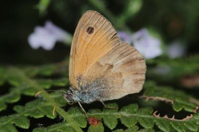 Fadet commun (Le), Procris (Le), Petit Papillon de Coenonympha pamphilus (Linnaeus, 1758)
