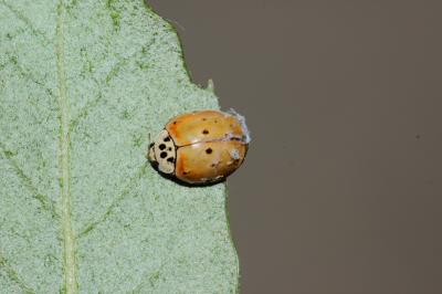 Coccinelle asiatique (la) Harmonia axyridis (Pallas, 1773)