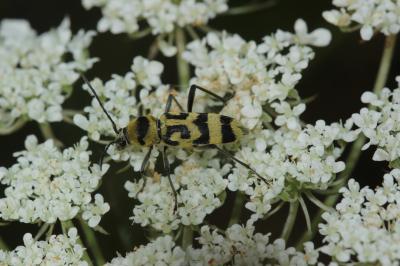 Clyte varié Chlorophorus varius (Müller, 1766)