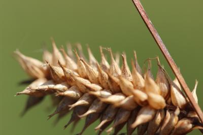 Laîche vésiculeuse, Laîche à utricules renflés Carex vesicaria L., 1753
