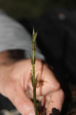 Alisma à feuilles de Parnassie, Caldésie à feuille Caldesia parnassifolia (L.) Parl., 1860