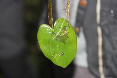 Alisma à feuilles de Parnassie, Caldésie à feuille Caldesia parnassifolia (L.) Parl., 1860