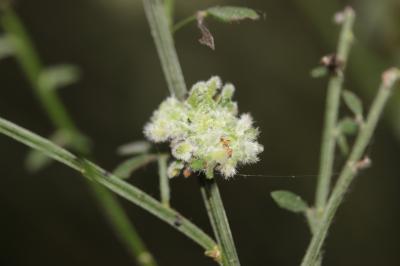  Aceria genistae (Nalepa, 1892)