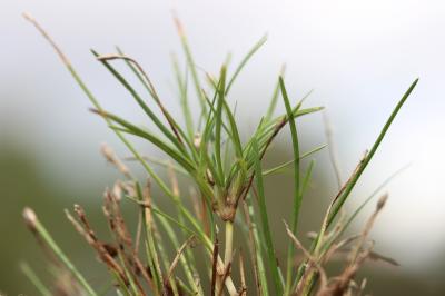 Scirpe flottant Isolepis fluitans (L.) R.Br., 1810