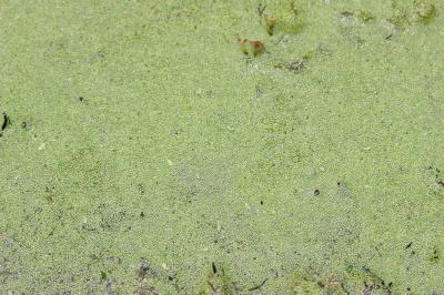 Lentille d'eau sans racine, Wolffie sans racines Wolffia arrhiza (L.) Horkel ex Wimm., 1857