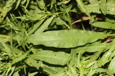 Patience maritime Rumex maritimus L., 1753