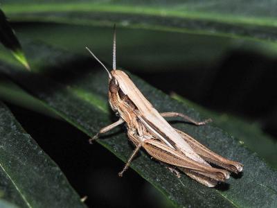  Euchorthippus elegantulus Zeuner, 1940
