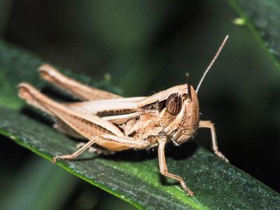  Euchorthippus elegantulus Zeuner, 1940