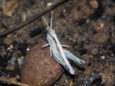  Euchorthippus elegantulus Zeuner, 1940