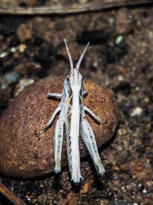  Euchorthippus elegantulus Zeuner, 1940