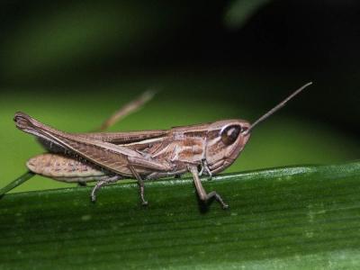  Euchorthippus elegantulus Zeuner, 1940