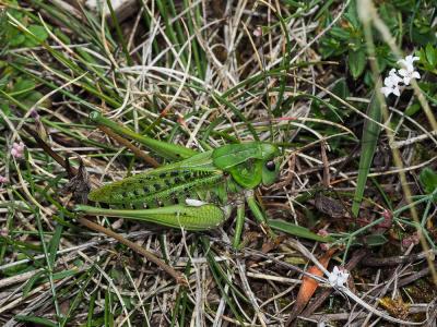 Dectique verrucivore Decticus verrucivorus verrucivorus (Linnaeus, 1758)