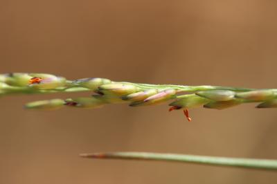 Panic à fleurs dichotomes, Panic dichotome Panicum dichotomiflorum Michx., 1803