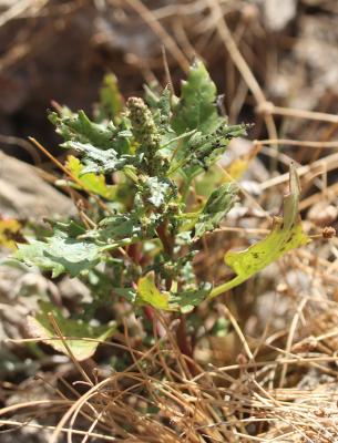 Ansérine rouge Oxybasis rubra (L.) S.Fuentes, Uotila & Borsch, 2012