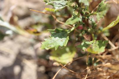 Ansérine rouge Oxybasis rubra (L.) S.Fuentes, Uotila & Borsch, 2012
