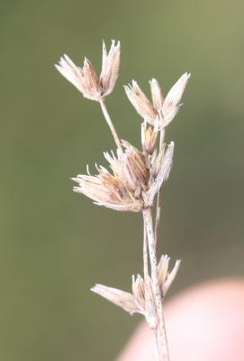 Jonc nain Juncus pygmaeus Rich. ex Thuill., 1799