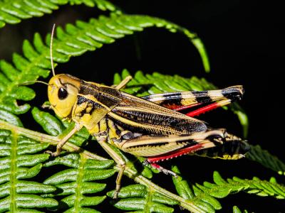 Arcyptère bariolée, Poupée sibérienne, Criquet bar Arcyptera fusca (Pallas, 1773)
