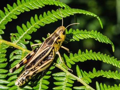 Arcyptère bariolée, Poupée sibérienne, Criquet bar Arcyptera fusca (Pallas, 1773)