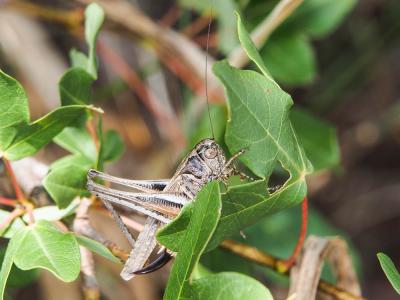 Decticelle grisâtre, Dectique gris Platycleis albopunctata (Goeze, 1778)