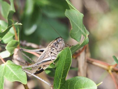 Decticelle grisâtre, Dectique gris Platycleis albopunctata (Goeze, 1778)