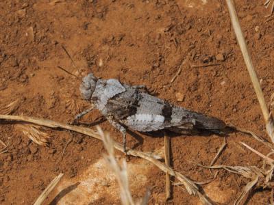  Oedipoda Latreille, 1829