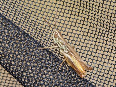  Euchorthippus elegantulus Zeuner, 1940