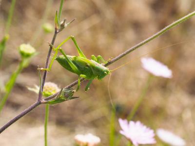 Grande Sauterelle verte, Sauterelle verte (des pré Tettigonia viridissima (Linnaeus, 1758)