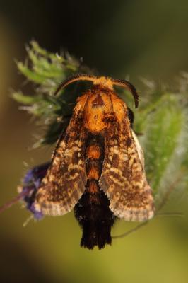 Stygie australe (La) Stygia australis Latreille, 1803