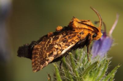 Stygie australe (La) Stygia australis Latreille, 1803