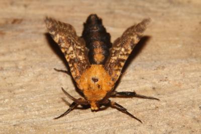 Stygie australe (La) Stygia australis Latreille, 1803