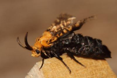 Stygie australe (La) Stygia australis Latreille, 1803