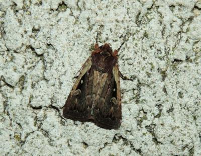 Noctuelle agathine (La) Xestia agathina (Duponchel, 1827)