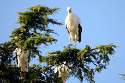 Cigogne blanche Ciconia ciconia (Linnaeus, 1758)