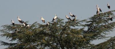 Cigogne blanche Ciconia ciconia (Linnaeus, 1758)