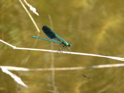 Caloptéryx occitan Calopteryx xanthostoma (Charpentier, 1825)