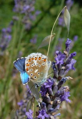 Azuré bleu-céleste (L'), Bel-Argus (Le), Argus ble Lysandra bellargus (Rottemburg, 1775)