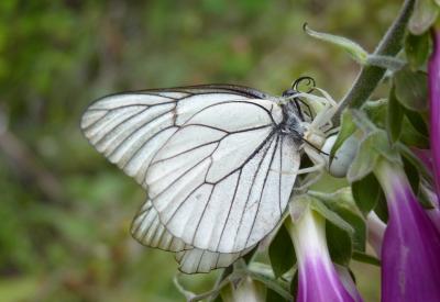 Gazé (Le), Piéride de l'Aubépine (La), Piéride gaz Aporia crataegi (Linnaeus, 1758)