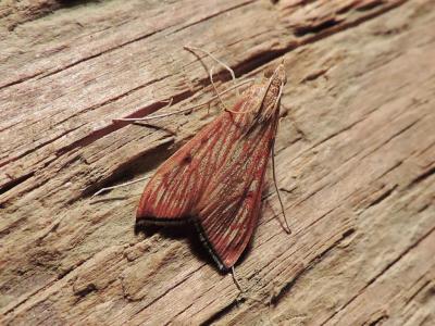  Antigastra catalaunalis (Duponchel, 1833)