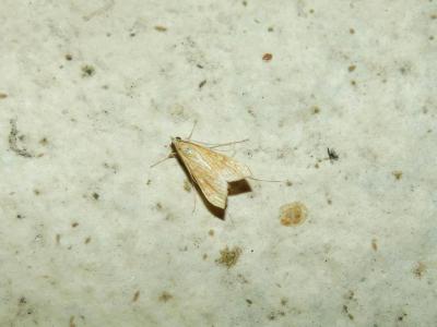 Antigastra catalaunalis (Duponchel, 1833)