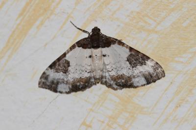 Mélanthie pie (La) Melanthia procellata (Denis & Schiffermüller, 1775)