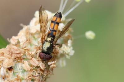  Platycheirus Lepeletier de Saint-Fargeau & Audinet-Serville in Latreille, 1828