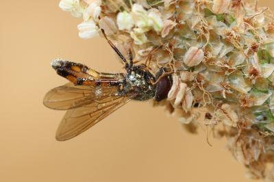  Platycheirus Lepeletier de Saint-Fargeau & Audinet-Serville in Latreille, 1828
