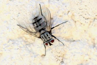  Billaea maritima (Schiner, 1862)