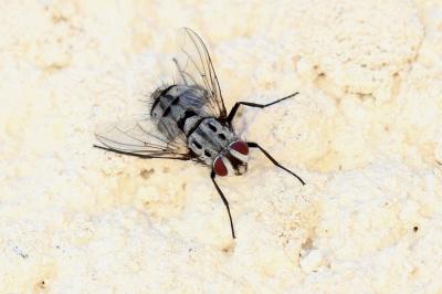  Billaea maritima (Schiner, 1862)