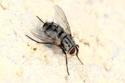  Billaea maritima (Schiner, 1862)
